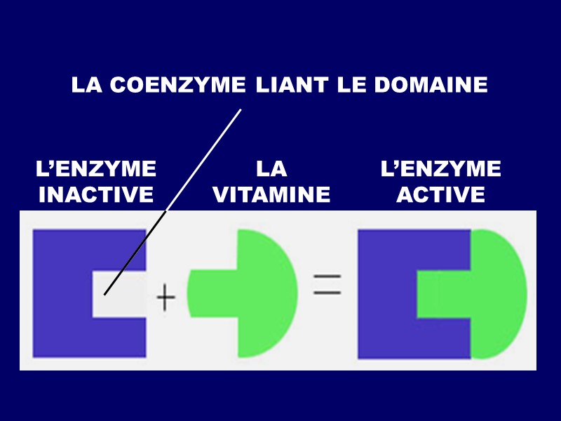 LA COENZYME LIANT LE DOMAINE LA VITAMINE L’ENZYME ACTIVE L’ENZYME INACTIVE